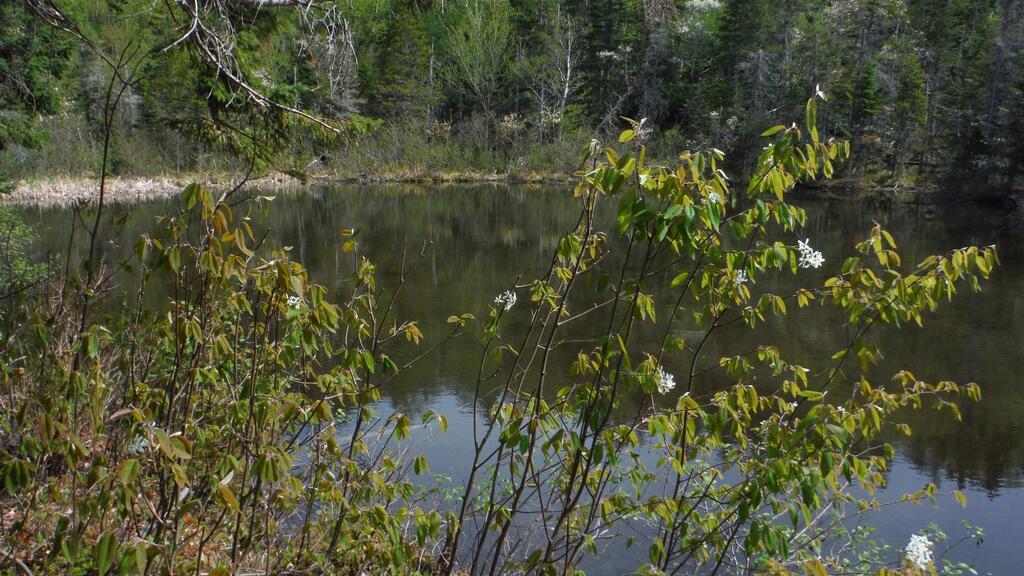  Chemin Du Lac Road, Grand Étang - photo 2