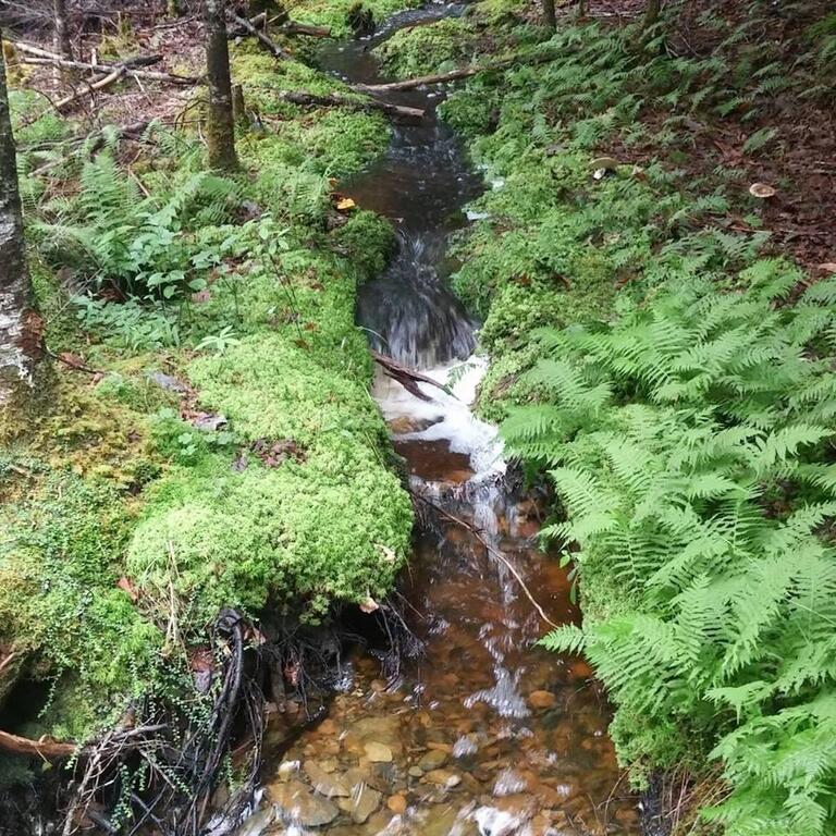  Chemin Du Lac Road, Grand Étang - photo 3
