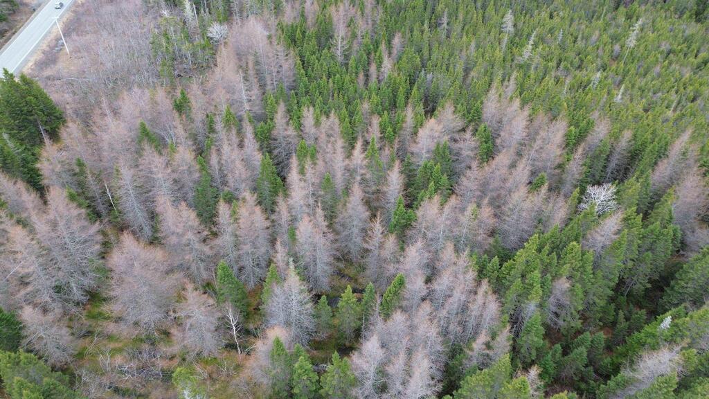 Lot 395 Highway, Ainslie Glen - photo 3