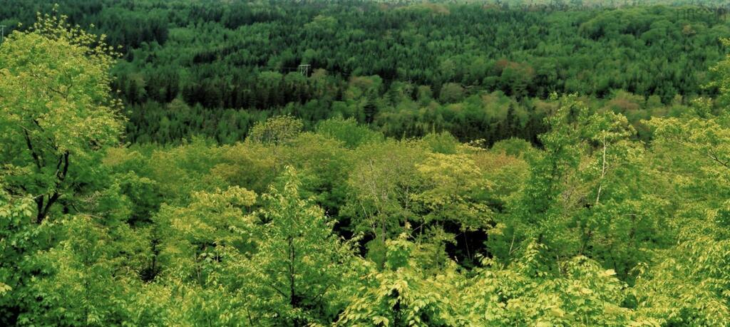 Lots 2 &amp; 3 Big Brook Road, Big Brook - photo 3