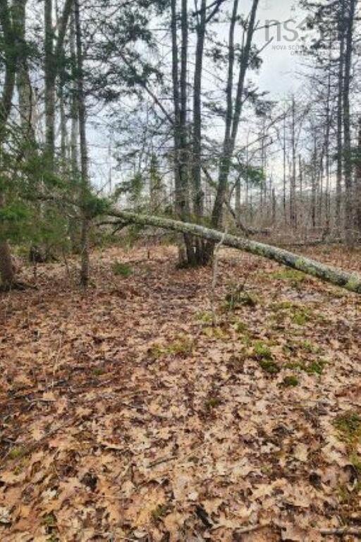 Unit 8  Cedar Road, Maitland - photo 4